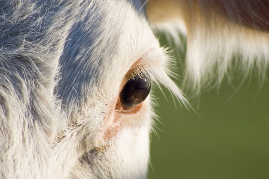 Charolais-Rinder