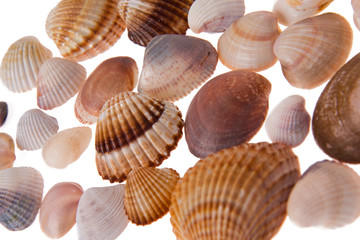 seashell laing on white background