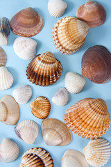 seashell laing on blue background