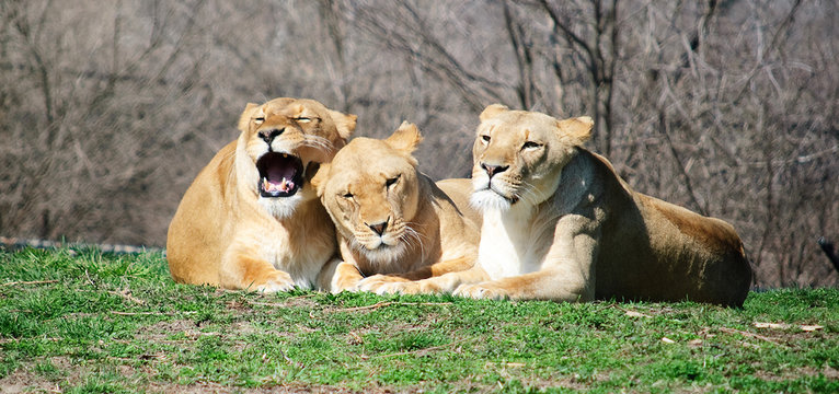 Three Lions Laying