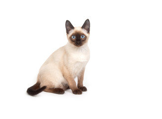 Naklejka premium A siamese cat with bright blue eyes on a white background