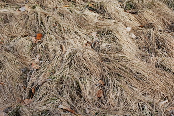 Gras