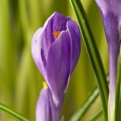 Crocus