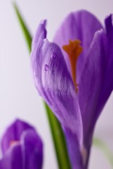 Crocus