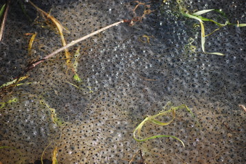 Froschlaich
