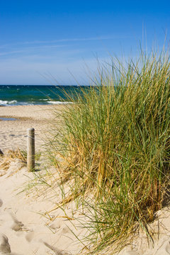 Strandhafer, beach grass