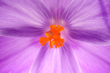 close up of blue flower