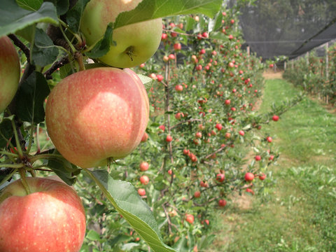 Apples in a Row