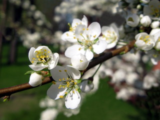 The Apple-tree in Full Blossom