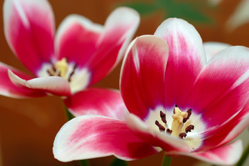 Fototapeta na wymiar Tulip with open petal