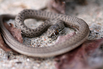 Brown snake