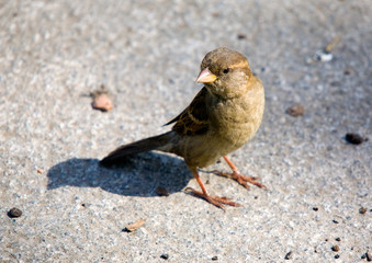 Sparrow on sidewalk