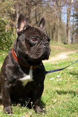 bouledogue francais bringé