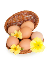 Eggs in baskets with yellow spring flowers, isolated over white