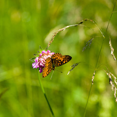 butterfly on a flower