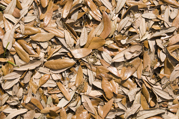 Fallen southern oak leaves for background use