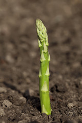 single green Asparagus spear growing through the soil, shalow DO
