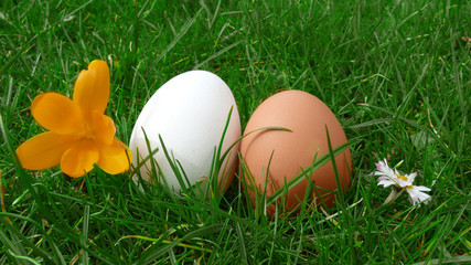 Ostern,Ostereier auf Wiese.