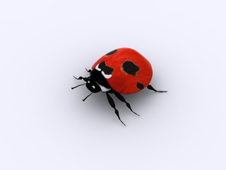 Fototapeta premium A little red lady bug