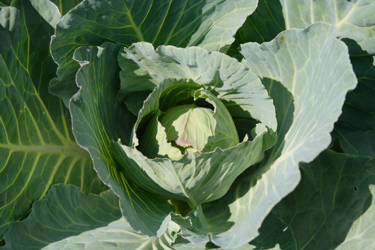 cabbage-head