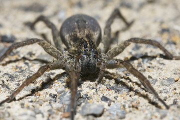 Wolf Spider