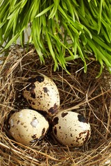 Obraz premium egg in a real nest