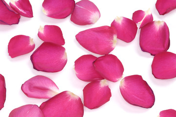 Rose Petals