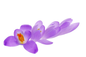 Purple Crocus