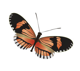 butterfly