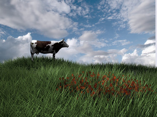 vaca © juanjo