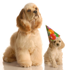 cocker spaniel puppy wearing birthday hat