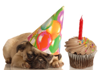 cute pug puppy wearing birthday hat and festive cupcake