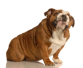 adorable english bulldog with funny expression