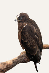 Predatory bird.