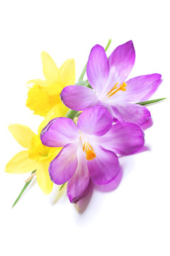 daffodils and crocuses