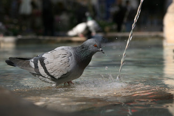 Bain d'un pigeon dans une fontaine (Aix en Provence) #1