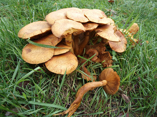 grzyby, mushrooms © Krzysztof Budziakows