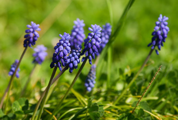 fleurs printanières