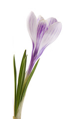 single crocus isolated on white