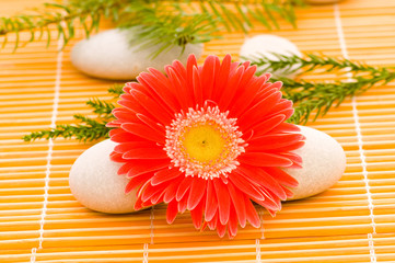 Red flower and stack of spa pebbles