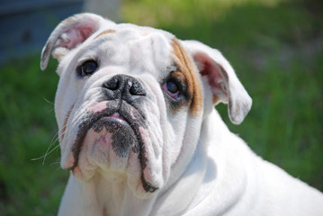 BULLDOG