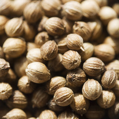 Coriander seed macro with shallow depth of field
