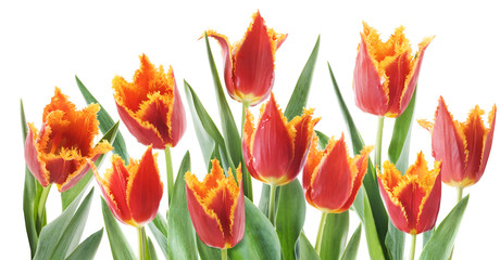 Obraz premium Red tulips on white background