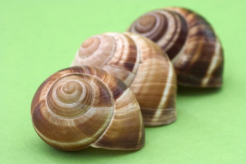 snail shells