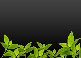 Pflanzenhintergrund: Zarte Blätter unten BLACK-EDITION