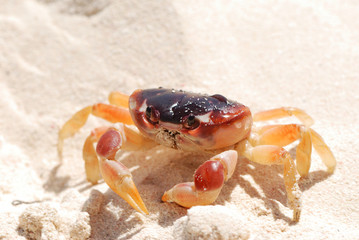Crab on a beach