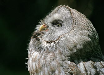 Portrait of a Northern Hawk Owl