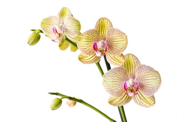 orchid © Miroslawa Drozdowski