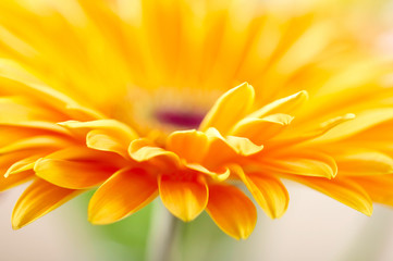 Obraz premium Closeup photo of yellow daisy-gerbera
