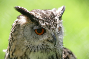 Portrait of an Eagle Owl